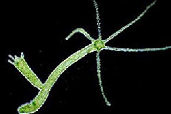 Найти зеркало кракена